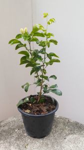 ต้นแก้ว หิมาลัย ส่งพร้อมกระถาง 5.5นิ้ว ต้นแก้ว