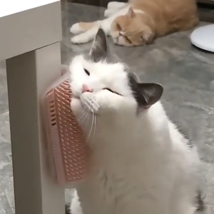 แปรงขนแมว แปรงนวดแมว แปรงแมวถู แบบติดผนัง