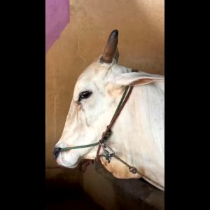 Probio 1 Kg Mineral Probiotik Premix Penggemuk Sapi Kambing Domba dan Babi