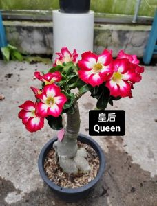 Mini Adenium Obesum Bonsai ID Queen 皇后 迷你富贵花