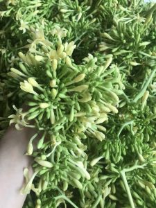 200g hoa đủ đủ sấy khô lạnh dược tính cao
