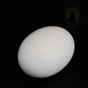 Telur Palsu Mainan Burung Merpati & Ayam Kate