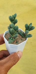 ต้นไม้อวบน้ำ กุหลาบหิน คอร์ปุสคูลาเรีย ลีห์แมนนิอาย Corpuscularia lehmanii #เมล็ดพันธุ์พืช #กระถาง