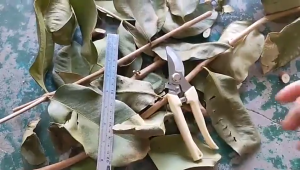 Garden Pruning Shears Set Flower Fruit Tree Garden Shears Stainless Steel Scissors Garden Tools