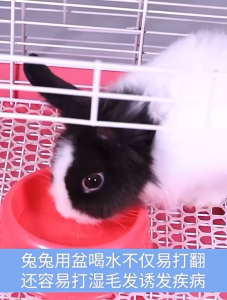 [ phụ kiện ] Bình nươc gắn chuồng xịn cho thú cưng