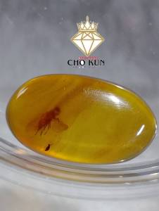 รอบที่-6 ก-7 อำพันพม่าแบบมีแมลงสวยงาม อำพันแท้ 100%