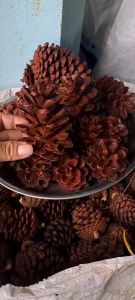 Quả thông khô trang trí đà lạt có phân loại Lớn Trung  Nhỏ