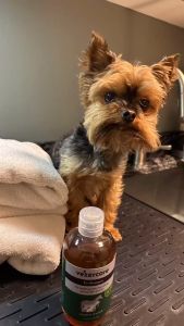 จากฟินแลนด์​ Vezer Care Shampoo แชมพูสำหรับสัตว์เลี้ยง บำรุงขนและผิวหนัง บรรเทาอาการคัน ใช้ได้กับทุกสภาพขน แพ้ง่ายใช้ได้