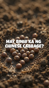 Repacked Premium Chinese Cabbage Pechay Baguio Seeds | High-Quality Vegetable Seeds for Home Garden Backyard Urban Gardening Container Planting Vegetable Garden & Farming