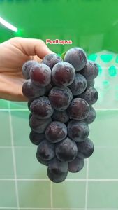 Bibit Anggur Kyoho Import Asli Grafting Cepat Berbuah