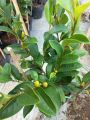 cây hoa hàm tiếu hoa rất thơm. 