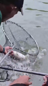 ESSEN Ikan Mas Harian Galatama & Kilogebrus Varian Jagung Bakar susu sereh 15 ML – Siang Malam Gacor