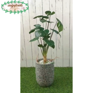 Tanaman Hias Pohon Monstera Akar X12 Latex Artificial Pot Terracota Silinder Bulat Abu Hiasan Rumah Cafe Kantor Dekorasi Aesthetic