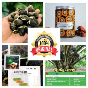 Benih sawit unggul dxp ppks variantasi 239