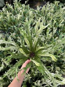 ข้าหลวงญี่ปุ่นด่าง  ชื่อวิทยาศาสตร์: Asplenium antiquum Makino cv. Japan Variegated  ชื่อสามัญ: –  ชื่ออื่น: –  วงศ์: ASPLENIACEAE  ลักษณะทางพฤกษศาสตร์  ต้น พืชจำพวกเฟิน กลุ่มเฟินอิงอาศัย เหง้าสั้นตั้งตรง มีรากจำนวนมาก  เกล็ด รูปแถบ ปลายเรียวแหลม โคนกึ่งต