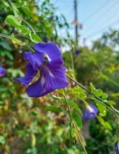 Chậu hoa đậu biết hoa trái khô cho hoa quanh năm dễ trồng