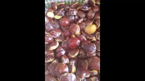 Jengkol Tua Murah Fresh Isi 1/2kg.Dan 1kg