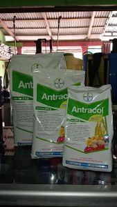 Fungisida ANTRACOL 70 WP || 250gr 500 gr dan 1 kg
