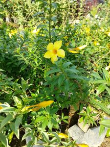 Golden Trumpet Live Plant