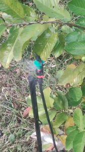 รดน้ำต้นไม้ รดน้ำสนาม รดน้ำพืชสวน พืชไร่ แพ็ค5-10ชิ้น หัวมินิสปริнгเกอร์สปริงเกอร์