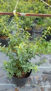 Cây ổi sẻ xanh lá rí (hình cuối) cây khỏe phát triển nhanh trái thơm ngọt