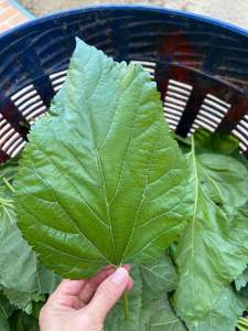 ใบหม่อนสด Freash Mulberry Leaves เลี้ยงหนอนไหม คนกินดี สัตว์กินได้ ปลูกธรรมชาติ ปลอดสารพิษ เก็บสดพร้อมส่ง
