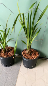 Địa lan Cợp Vàng – Cymbidium Chens Ruby Gold Tiger | Hoa To Màu Vàng Cam Đẹp - MAI HUY