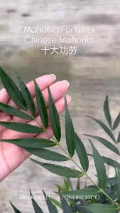 TKL - Mahonia Fortunei/Chinese Mahonia Flowering Plant 十大功劳/黄天竹