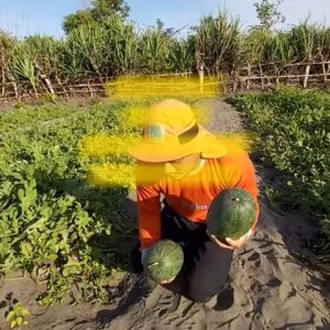 Benih Semangka Inul PALGUNA F1 Isi 40 Butir Cap Panah Merah