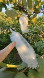 Set 50 bọc xốp ổi lồng sẵn (gồm 3 chi tiết nilon +xốp+chun) bảo vệ trái khỏi ruồi chích