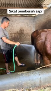 Sisir dan pembersih bulu kuda sapi domba kambing etawa horse hair