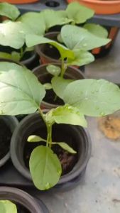 Fruit Tree  - F1 Anak Pokok Terung Panjang / Fresh Long Brinjal 长青茄子树苗/长紫茄子苗