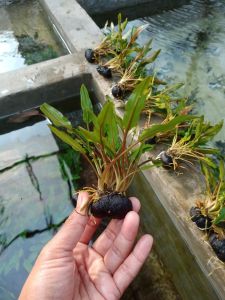 tanaman aquascape cryptocorine wenditi grean media wabikusa