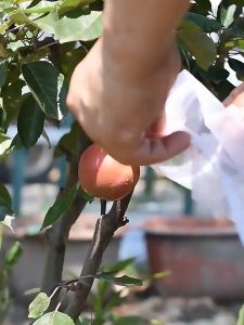 50pcs Fruit Protection Bag Pest Control Anti-Bird Grow Mesh Bag Garden Drawstring Mesh Bag