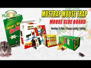 [17 x 12cm] Perangkap Tikus Mouse Trap Sticky Rat Glue Trap Strong Mouse Catch Stickers Pelekat Tikus