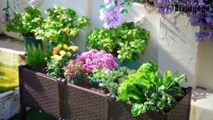 Family balcony garden planting box Vegetables flowers fruit trees outdoor courtyard flowerpot