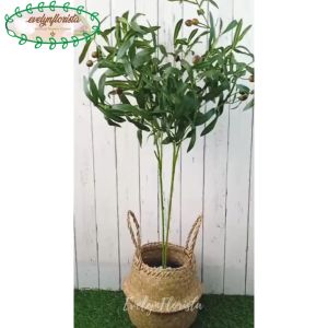 Pohon Hias Zaitun Tangkai X2 Cover Pot Purun Belly Handle Pajangan Ruang Tamu