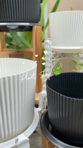 กระถางต้นไม้ กระถางมินิมอล ลายลูกฟูก ทรงกลม ขนาด 10 และ 12 นิ้ว สีขาว และ สีดำ ออกแบบน่ารัก เหมาะแก่การตกแต่งบ้านและสวน