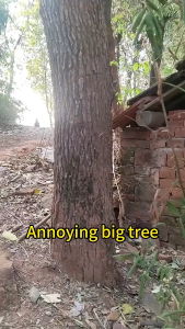 Do Not Harm Soil Tree Killer Powder Effectively In 7Days Fast Remove Root Bamboo Weeds Withered Herbicide Grass Killer