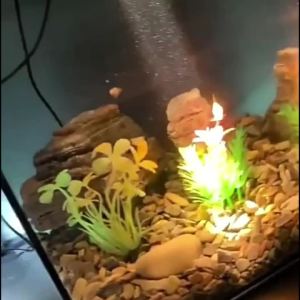 USB 3W South American Aquarium Spotlight 3-Color Dimmable Cycle Timer Zoomable LED Fish Tank Lamp for Aquascape Decor Lighting
