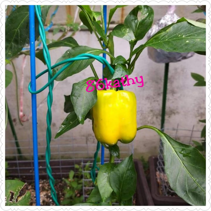 Seed Yellow Capsicum Chilli Seed Biji Benih Cili Loceng Kuning Lazada