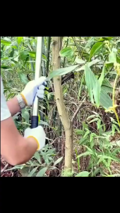 เคียวแมงกานีสแท้ เหล็ก sk5 ใบมีดคมแบบไม่รีล ตัดหญ้าตัดต้นไม้ อเนกประสงค์ 60cm/80cm เคียวเกีย หญ้า มีดพร้า มีดแมงกานีสแท้ มีดตัดต้นไม้ มีดดายหญ้าคมๆ มีดตัดหญ้า มีดขอโค้ง มีดขอแมงกานีส เคียวตัดหญ้า มีดถางหญ้าคมๆๆ มีดตัดกล้วย