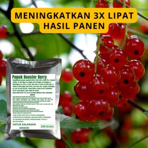 Pupuk Booster Berry / Obat Booster Buah Berry / Pupuk Booster Buah Berry / Pupuk Berry