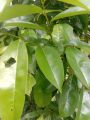 DAUN MAHKOTA DEWA SEGAR/DAUN SEGAR PER 150 GRAM. 