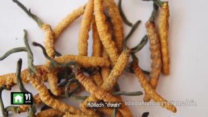 ถั่งเช่าสกัดเข้มข้นผสมเห็ดหลินจือ ตรา Emperors (เอ็มเพอเรอร์) ผู้สูงอายุทานได้ 30 เเคปซูล