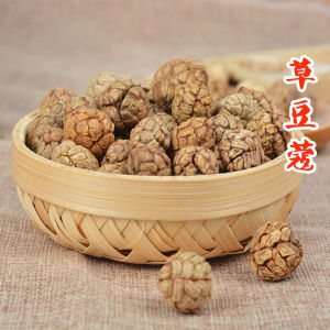 Spice Cameo Cardamom G Cameo Cameo Cameo Cameo Cameo Cameo Cameo Cameo Cameo Cameo Cameo Cameo Cameo Cameo Cameo Cameo