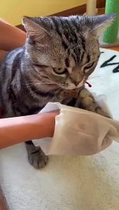 PMT Pet Cleaning Gloves: A Comprehensive Guide