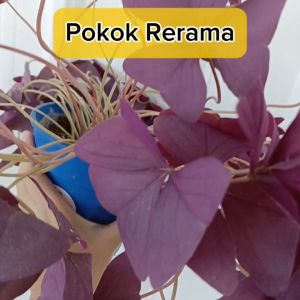 Pokok Oxalis Pokok Rama-Rama Pokok Rerama 紫色幸运草/三角紫叶酢漿草/花/活植物 Flower Plants Real Live Pokok Bunga Hidup Hiasan SHS Kebun