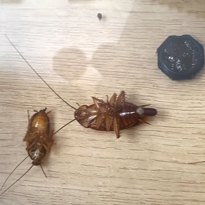 แมลงสาบหวานทั้งรัง ฆ่าแมลงสาบ กําจัดแมลงสาบ แมลงสาบ ยาฆ่าแมลงสาบ บ้านแมลงสาบ. ที่ดักแมลงสาบ บล็อกแคปซูลฆ่าแมลงสาบ