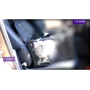 Pet Booster Car Seat Pet Cover Cushion Cat Dog Folding Hammock Waterproof Outdoor Travel Cage CarSeat NO SPECIFIC COLOR